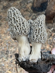Morchella tomentosa