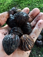 Juglans jamaicensis