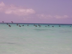 Phalacrocorax nigrogularis