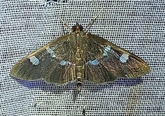 Desmia ploralis