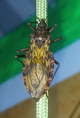 Panstrongylus rufotuberculatus