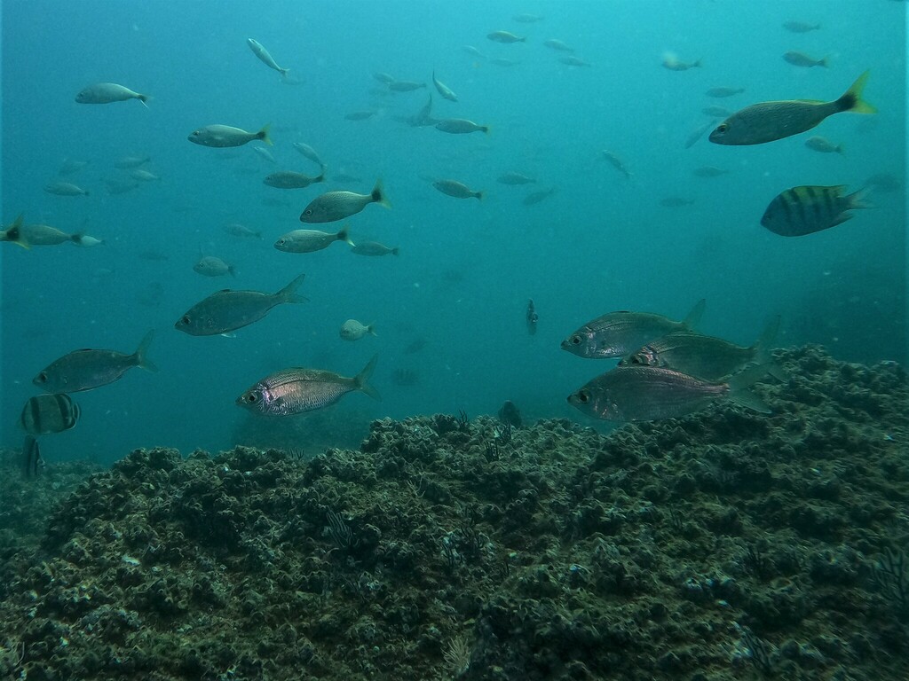 Darkspot mojarra (Eucinostomus entomelas) — Gerreidae
