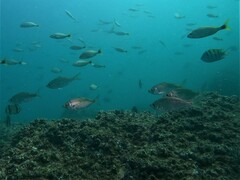 Eucinostomus entomelas