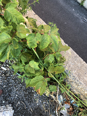 Acer negundo