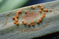 Uromyces aureus