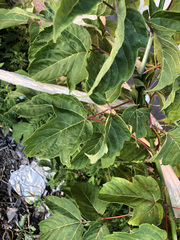 Acer negundo