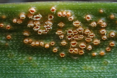 Uromyces aureus