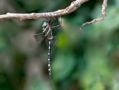 Macromia pacifica