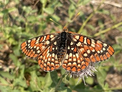 Euphydryas chalcedona sierra