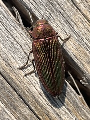Buprestis intricata