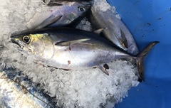 Thunnus atlanticus