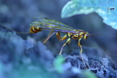 Megarhyssa greenei
