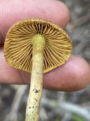 Cortinarius thiersii