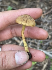 Cortinarius thiersii