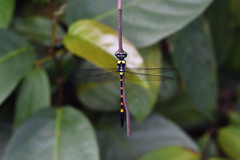 Macrogomphus quadratus