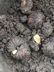 Juglans jamaicensis
