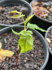 Juglans jamaicensis