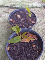 Juglans jamaicensis