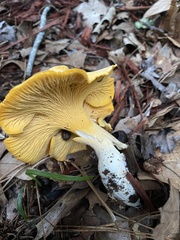 Cantharellus