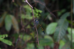 Macrogomphus quadratus