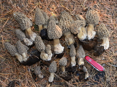 Morchella tomentosa