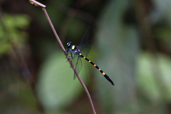 Macrogomphus quadratus