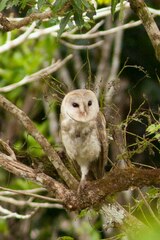 Tyto alba delicatula