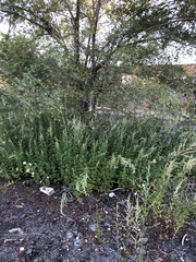 Artemisia vulgaris