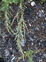 Artemisia vulgaris