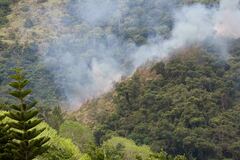 Araucaria columnaris