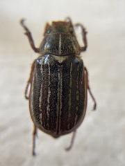 Polyphylla diffracta