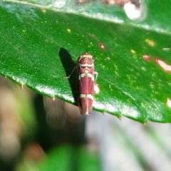 Macugonalia leucomelas