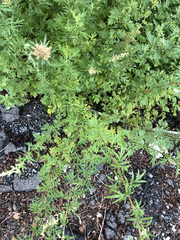 Artemisia vulgaris