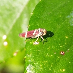 Macugonalia leucomelas