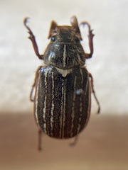 Polyphylla diffracta