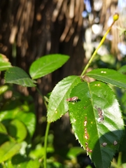 Macugonalia leucomelas