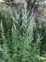 Artemisia vulgaris