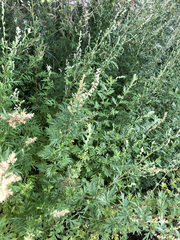 Artemisia vulgaris