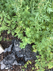 Artemisia vulgaris
