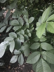 Juglans regia