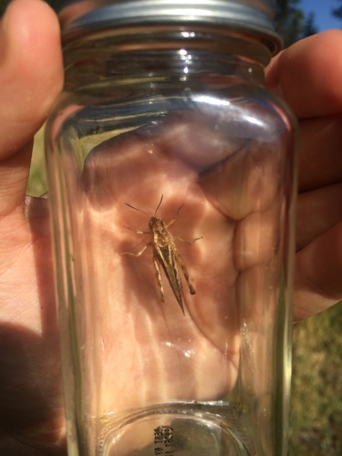 iNaturalist observation photo of Clear-winged Grasshopper