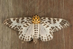 Pogonopygia nigralbata