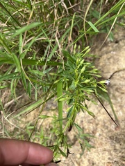 Mecardonia acuminata