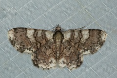 Myrioblephara