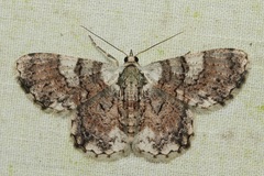 Myrioblephara pingasoides