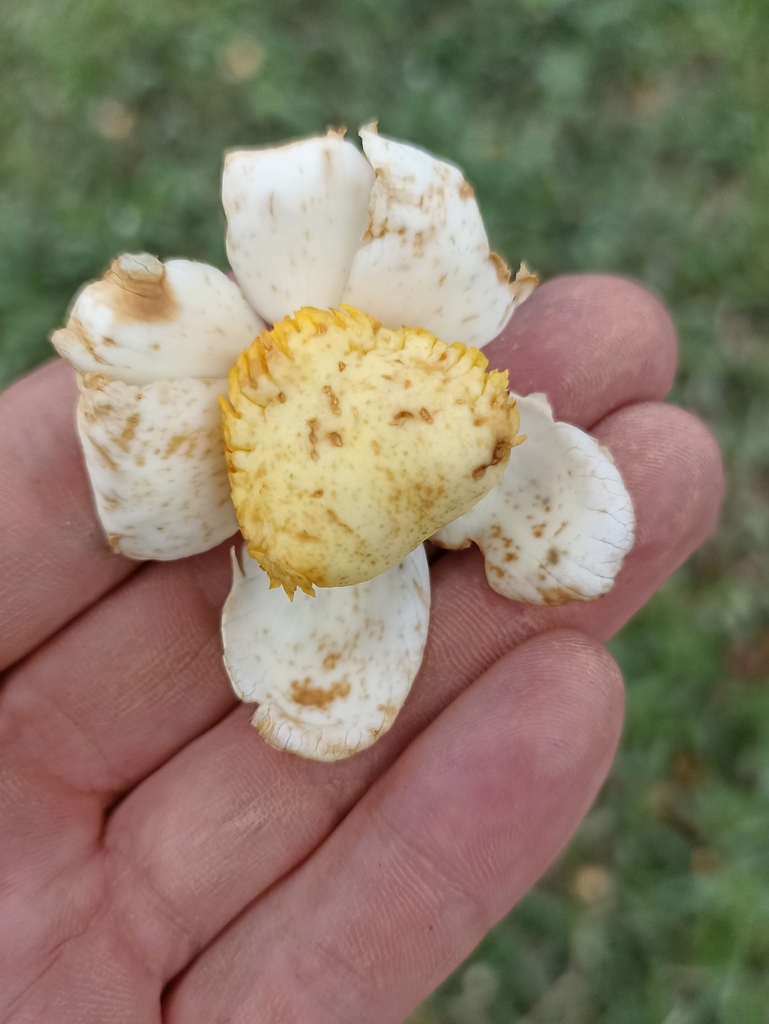 Eschweilera mexicana
