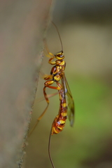Megarhyssa greenei