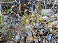 Erigeron reductus