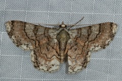 Myrioblephara