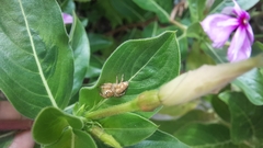 Paraphidippus fartilis